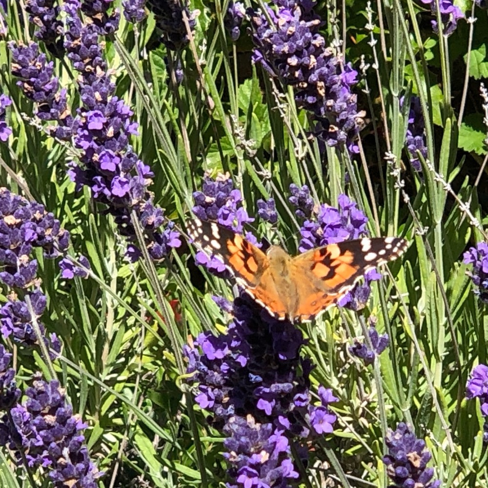 Meet your Posher, Kelly